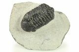 Bargain, Austerops Trilobite - Ofaten, Morocco #287284-3